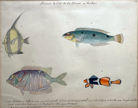 Christophe Paulin de la Poix de Freminville (1747-1848), Poissons de l’isle de la Perouse ou Yanikoro