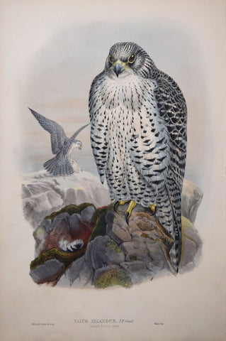John Gould (1804-1881), Falco Islandus, "Iceland Falcon"