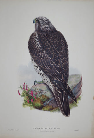 John Gould (1804-1881), Falco Islandus