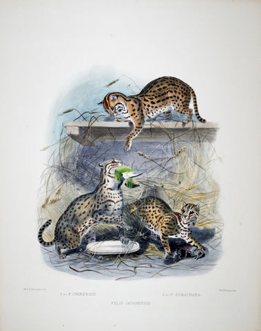 Daniel Giraud Elliot (1835-1915), Felis Javanensis