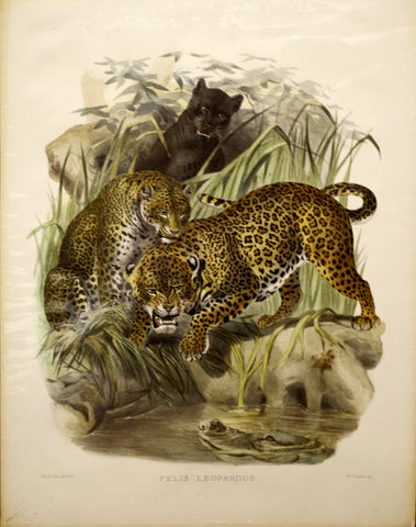 Daniel Giraud Elliot (1835-1915), Felis Leopardus