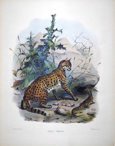 Daniel Giraud Elliot (1835-1915), Felis Ornata