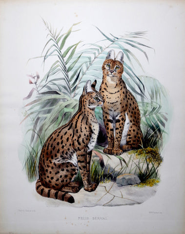 Daniel Giraud Elliot (1835-1915), Felis Serval