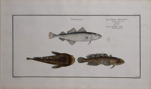 Marcus Elieser Bloch (1723-1799), Gadus Minutus & Gadus Tau (Poor Fish & Toad Fish), Pl LXVII