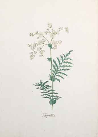 Pieter Holsteyn The Younger (Dutch, 1614-1687), Filipendula