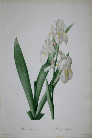 Pierre Joseph Redouté (1759-1840), Florentine Iris, Plate 23
