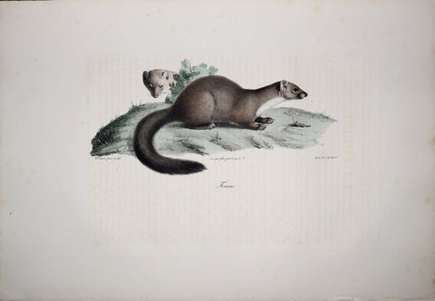 Frederic Cuvier (1769-1832) & Geoffroy Saint-Hilaire (1772-1844), Fouine - Beech Marten