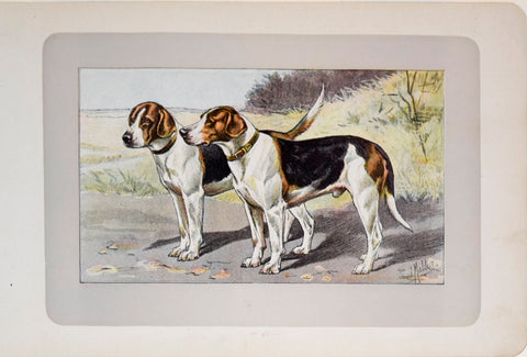 P. Mahler & J.B. Samat, Foxhound