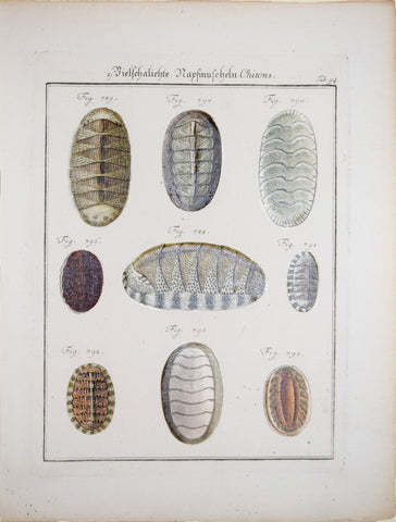 F.H. Martini & Chemnitz, Tab 94, Fielfehalichte Nayfinufeleh Chitons