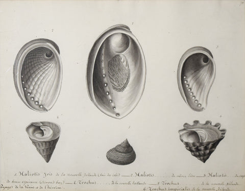 Christophe Paulin de la Poix de Fremenville (1747-1848), Haliuis Iris...