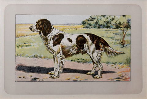 P. Mahler & J.B. Samat, French Spaniel