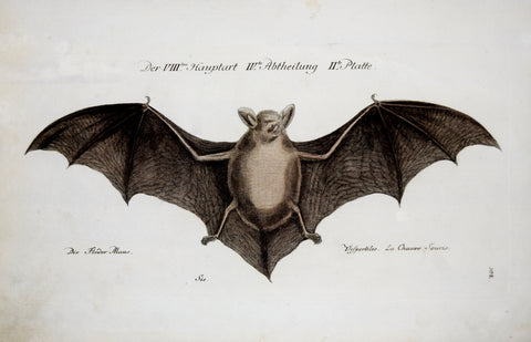 Johann Leonhard Frisch (1666-1743), T 102 (Bat)