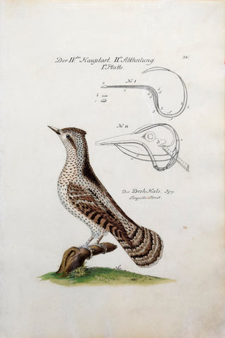 Johann Leonhard Frisch (1666-1743), T 38
