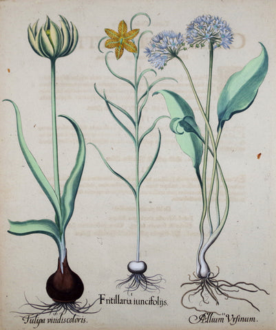 Basilius Besler (1561-1629), Fritillaria Iuncifoeijs