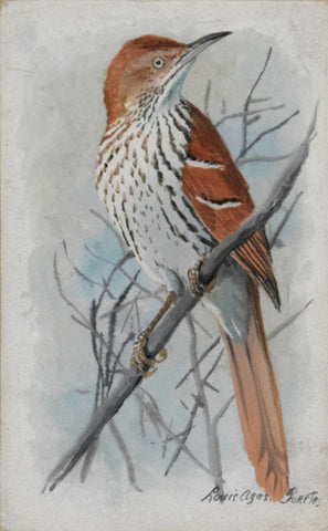 Louis Agassiz Fuertes (1874-1927), Brown Thrasher