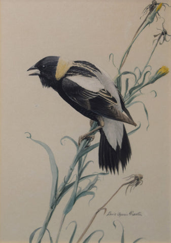 Louis Agassiz Fuertes (1874 - 1927), Bobolink