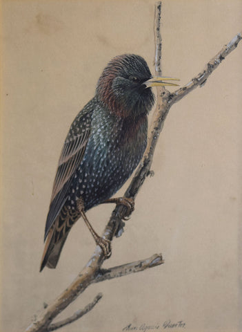 Louis Agassiz Fuertes (1874 - 1927), Starling in Winter Plumage