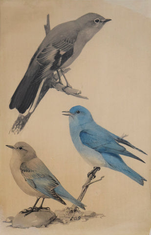 Louis Agassiz Fuertes (1874-1927), Bluebirds