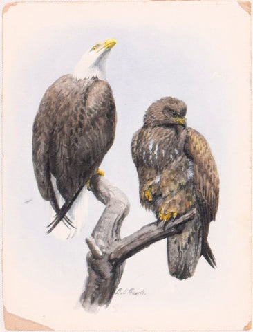 Louis Agassiz Fuertes (1874 - 1927), Bald Eagles