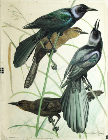 Louis Agassiz Fuertes (1874-1927), Boat-Tailed Grackle, Great-Tailed Grackle
