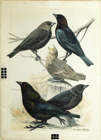 Louis Agassiz Fuertes (1874-1927), Cowbird, Red-Eyed Cowbird