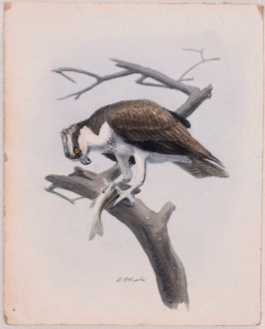 Louis Agassiz Fuertes (1874 - 1927), Osprey