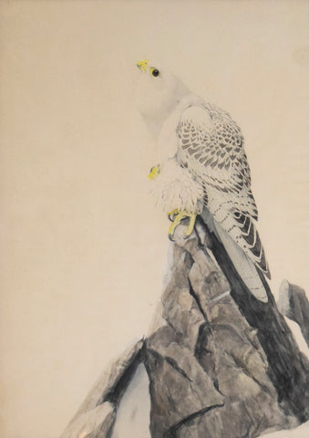 Louis Agassiz Fuertes (1874-1927), Gray Falcon