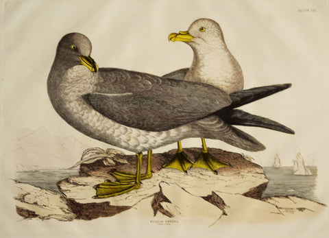 Prideaux John Selby (1788-1867), Fulmar Petrel Plt CII