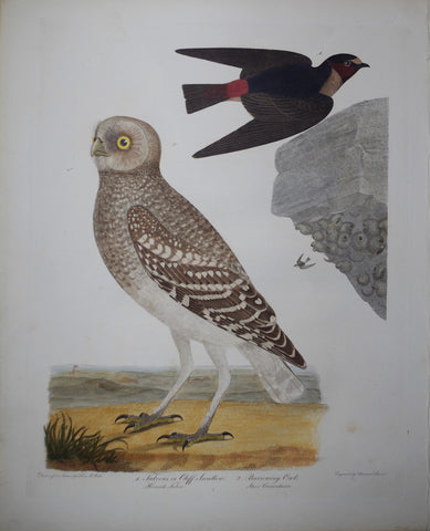 Alexander Wilson (1766-1813), Fulvous or Cliff Swallow