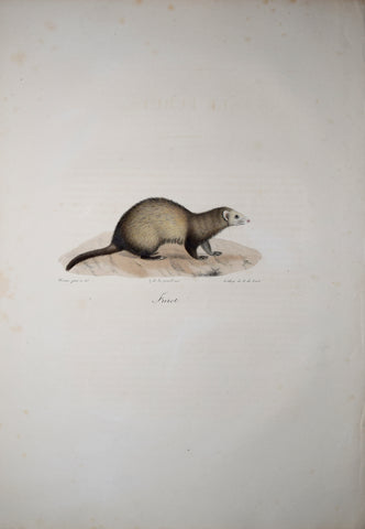 Frederic Cuvier (1769-1832) & Geoffroy Saint-Hilaire (1772-1844), Furet - Ferret