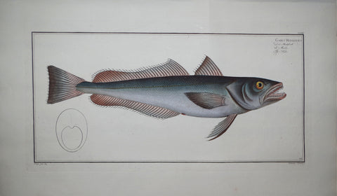 Marcus Elieser Bloch (1723-1799), Gadus Merluccius (Hake), Pl CLXIV