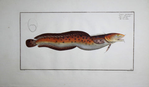 Marcus Elieser Bloch (1723-1799), Gadus Tricirratus (Sea Loach), Pl CLXV