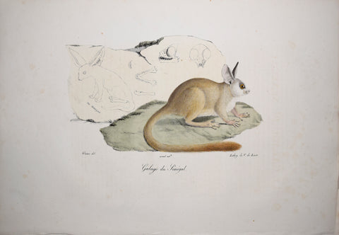 Frederic Cuvier (1769-1832) & Geoffroy Saint-Hilaire (1772-1844), Galago du Senegal - Senegal Bushbaby