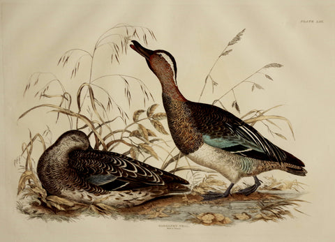 Prideaux John Selby (1788-1867), Garganey Teal Male & Female Plt LIII