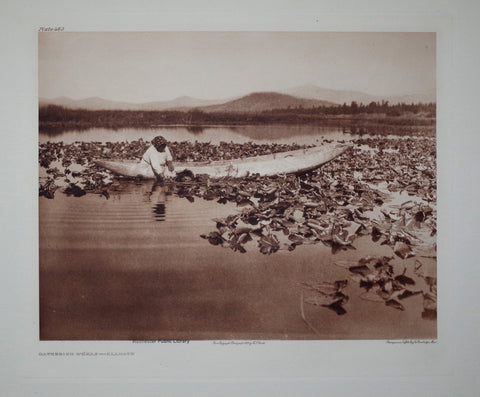 Edward S. Curtis (1868-1953), Gathering Wokas—Klamath Pl 460