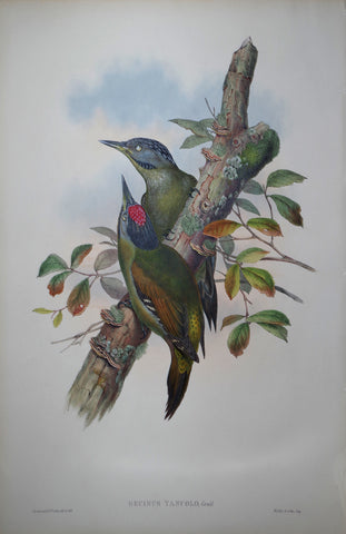 John Gould (1804-1881), Gecinus Tancolo Pl. 419