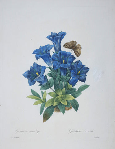 Pierre Joseph Redoute (1759-1840), Gentiane sans tige