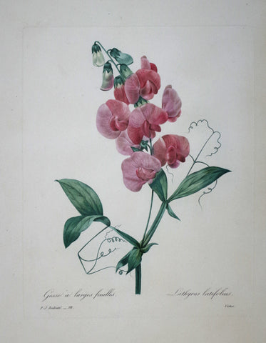 Pierre Joseph Redoute (1759-1840), Gesse a larges feuilles
