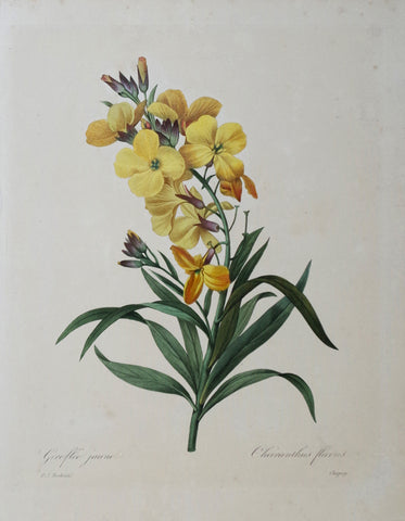 Pierre Joseph Redoute (1759-1840), Giroflee jaune