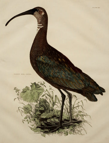 Prideaux John Selby (1788-1867), Glossy Ibis, Young Plt XII