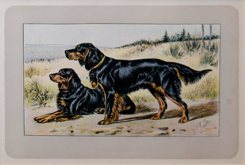 P. Mahler & J.B. Samat, Gordon Setter