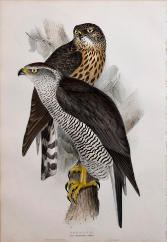 John Gould (1804-1881), Goshawk