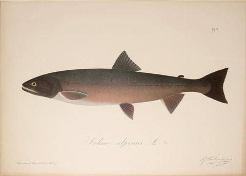 Gösta Sundman (Finnish, 1854-1914), Arctic Char