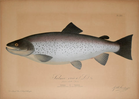 Gösta Sundman (Finnish, 1854-1914), Bull Trout