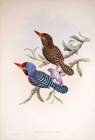 John Gould (1804-1881), Carcineutes Amabilis, Pl. 50