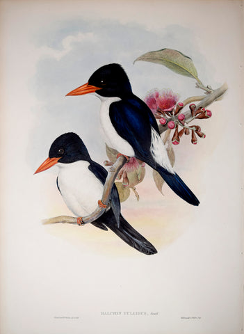 John Gould (1804-1881), Halcyon Fulgidus Pl. 46