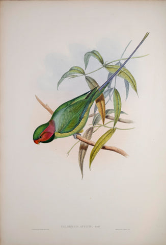 John Gould (1804-1881), Palaeornis Affinis, Pl. 395