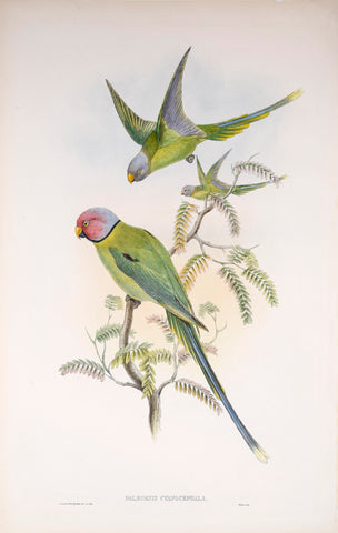 John Gould (1804-1881), Palaeornis Cyanocephala, Pl. 387