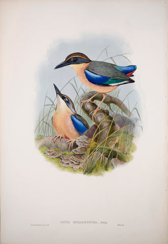 John Gould (1804-1881), Pitta Megarhyncha, Pl. 371