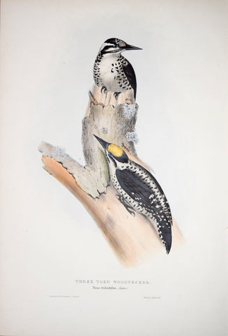 John Gould (1804-1881), Three Toed Woodpecker